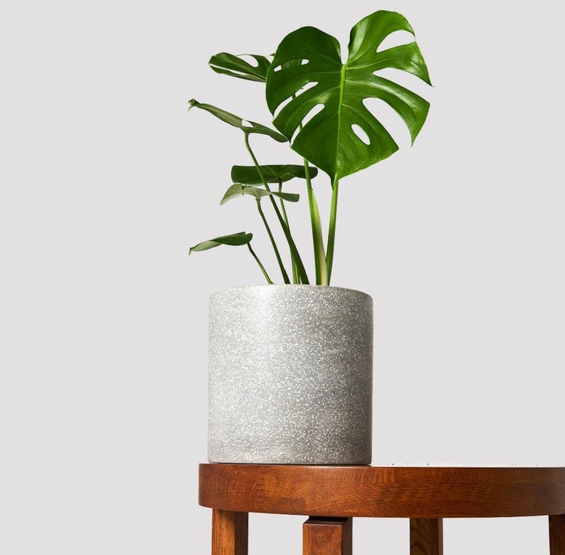 Why Having a Plant Obsession is Actually Good for You (and Your Home)